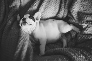 french_bulldog_sleeping-1024x683